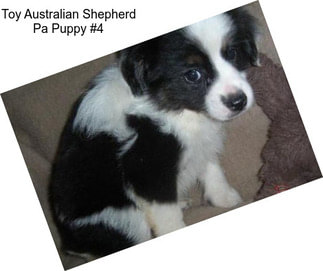 Toy Australian Shepherd Pa Puppy #4