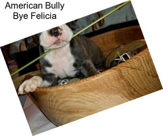 American Bully Bye Felicia