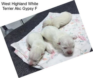 West Highland White Terrier Akc Gypsy F