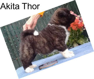 Akita Thor