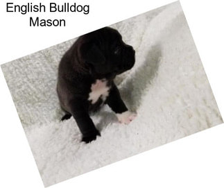 English Bulldog Mason