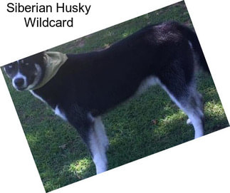 Siberian Husky Wildcard