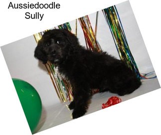 Aussiedoodle Sully