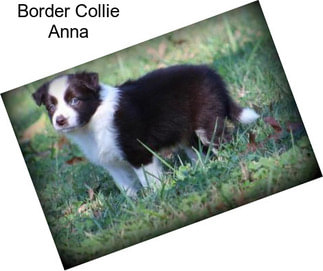 Border Collie Anna