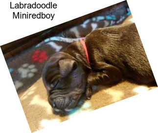 Labradoodle Miniredboy