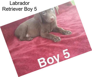 Labrador Retriever Boy 5