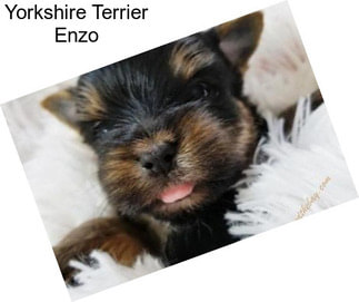 Yorkshire Terrier Enzo