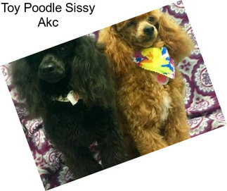 Toy Poodle Sissy Akc