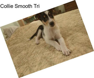 Collie Smooth Tri