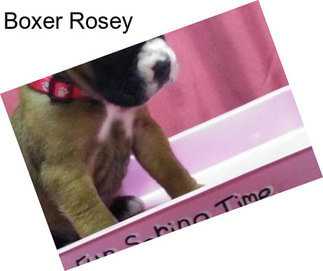 Boxer Rosey
