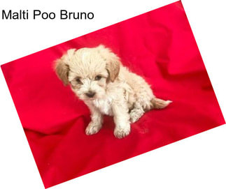 Malti Poo Bruno