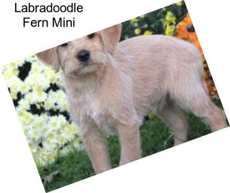 Labradoodle Fern Mini