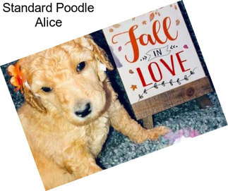 Standard Poodle Alice