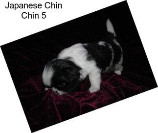 Japanese Chin Chin 5