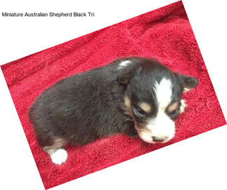 Miniature Australian Shepherd Black Tri