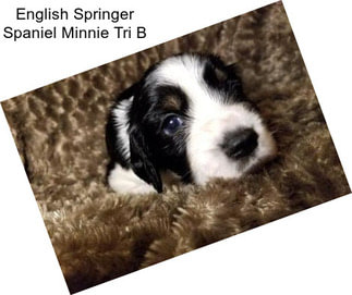 English Springer Spaniel Minnie Tri B