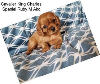 Cavalier King Charles Spaniel Ruby M Akc