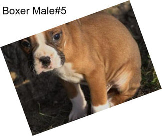 Boxer Male#5