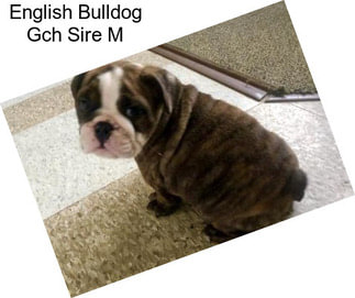 English Bulldog Gch Sire M