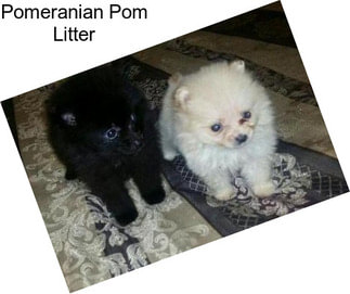 Pomeranian Pom Litter