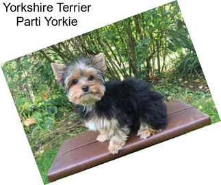 Yorkshire Terrier Parti Yorkie