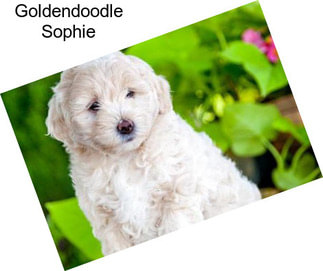 Goldendoodle Sophie