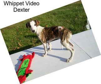 Whippet Video Dexter
