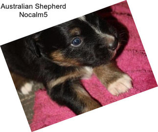 Australian Shepherd Nocalm5