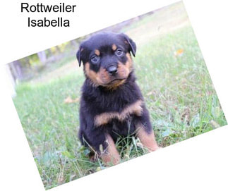 Rottweiler Isabella