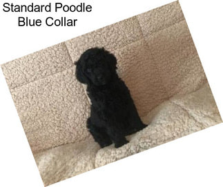 Standard Poodle Blue Collar