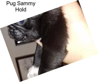 Pug Sammy Hold