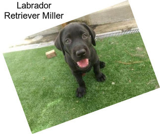 Labrador Retriever Miller