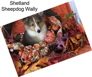 Shetland Sheepdog Wally