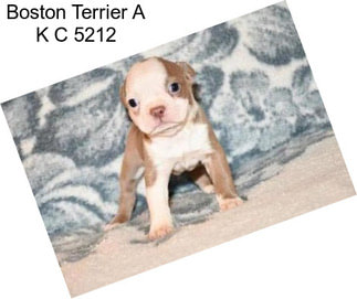 Boston Terrier A K C 5212