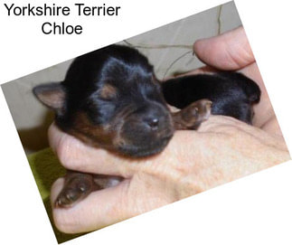 Yorkshire Terrier Chloe