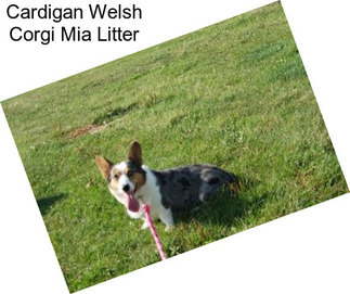 Cardigan Welsh Corgi Mia Litter