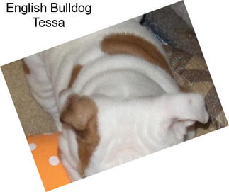 English Bulldog Tessa