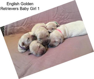 English Golden Retrievers Baby Girl 1