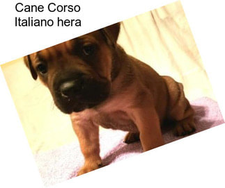 Cane Corso Italiano \