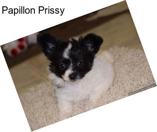 Papillon Prissy