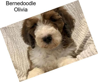 Bernedoodle Olivia