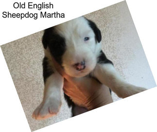 Old English Sheepdog Martha