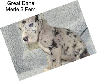 Great Dane Merle 3 Fem