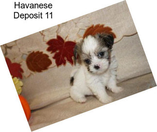 Havanese Deposit 11