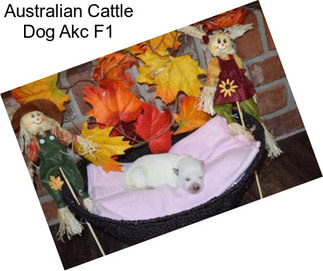 Australian Cattle Dog Akc F1