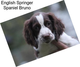 English Springer Spaniel Bruno