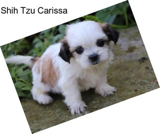 Shih Tzu Carissa