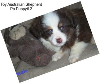 Toy Australian Shepherd Pa Puppy# 2