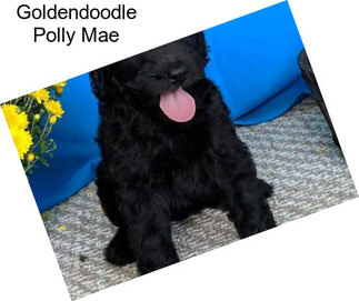 Goldendoodle Polly Mae