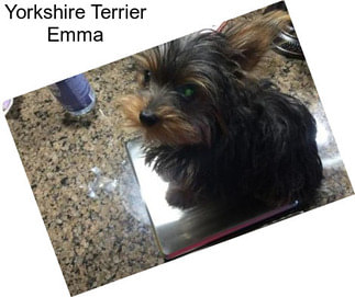 Yorkshire Terrier Emma